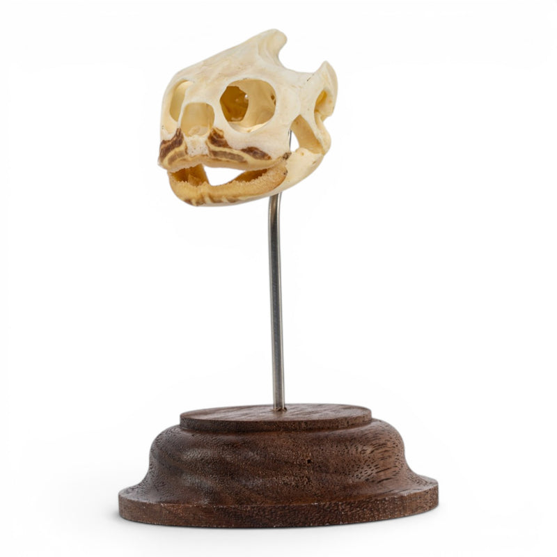 Real Pond Turtle Skull on Stand