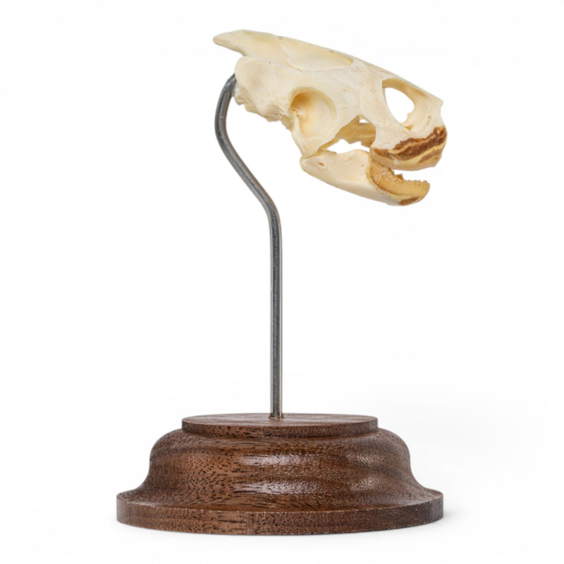 Real Pond Turtle Skull on Stand