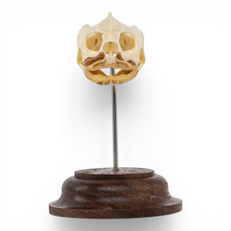 Real Pond Turtle Skull on Stand