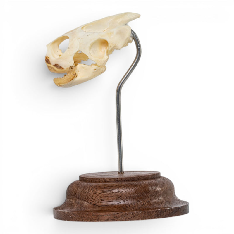 Real Pond Turtle Skull on Stand