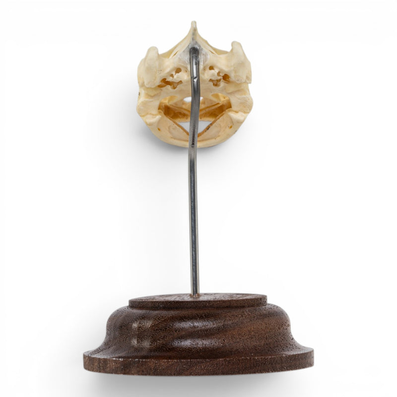 Real Pond Turtle Skull on Stand