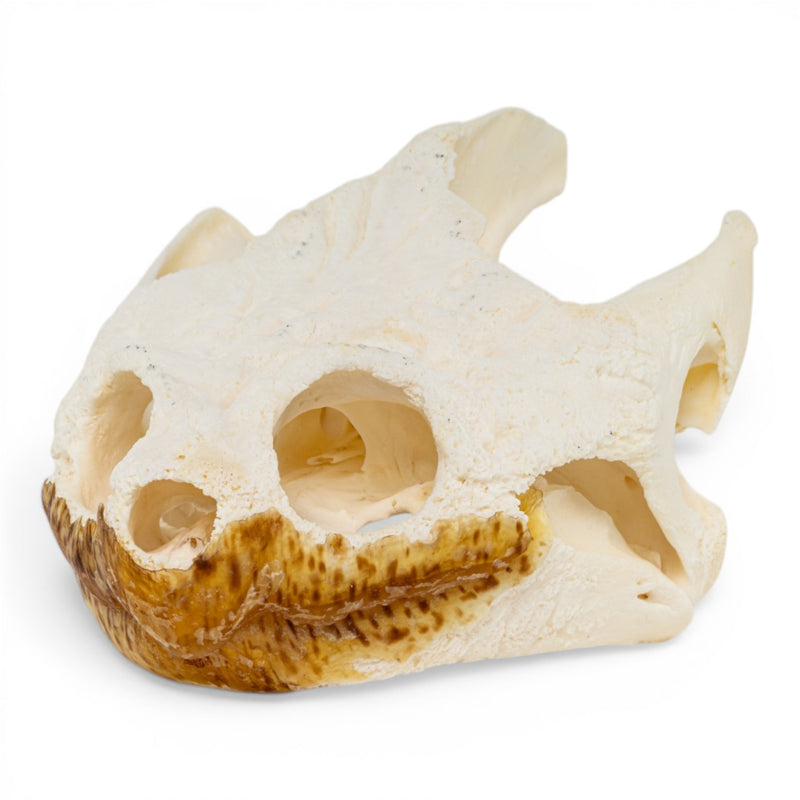 Real Snapping Turtle Skull - Pathology