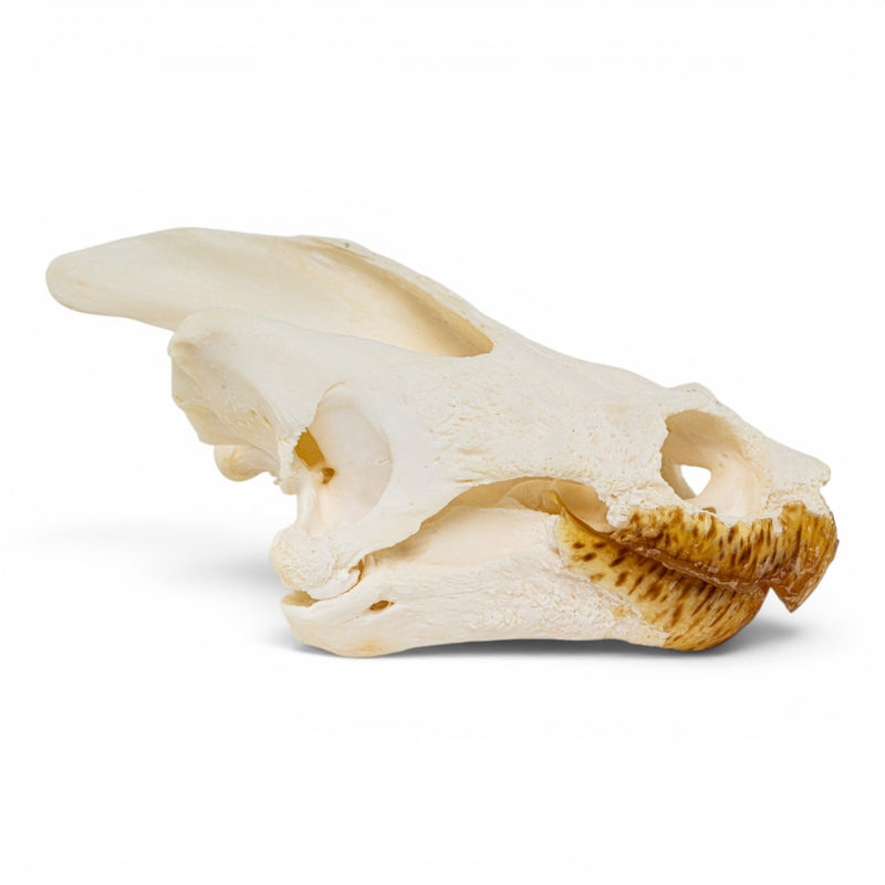 Real Snapping Turtle Skull - Pathology