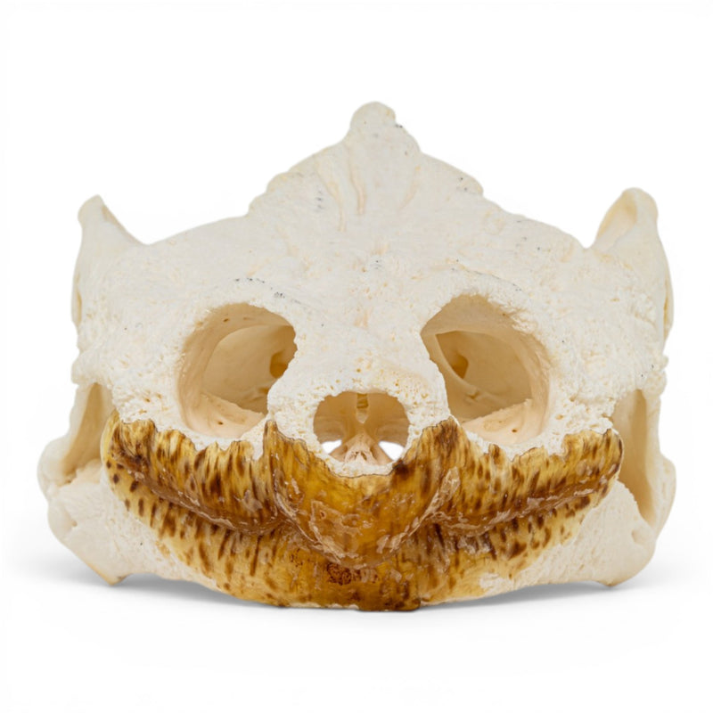 Real Snapping Turtle Skull - Pathology
