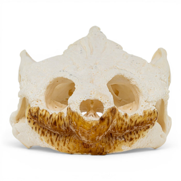 Real Snapping Turtle Skull - Pathology