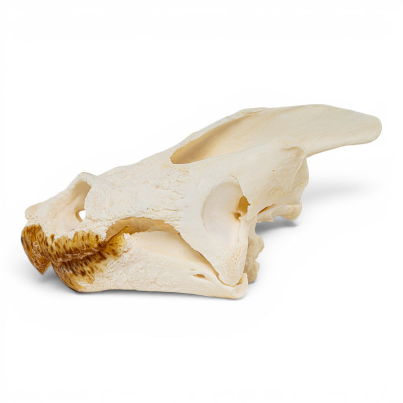 Real Snapping Turtle Skull - Pathology