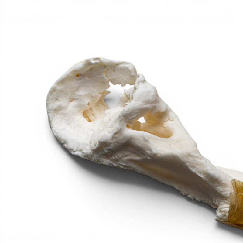 Real Snapping Turtle Skull - Pathology
