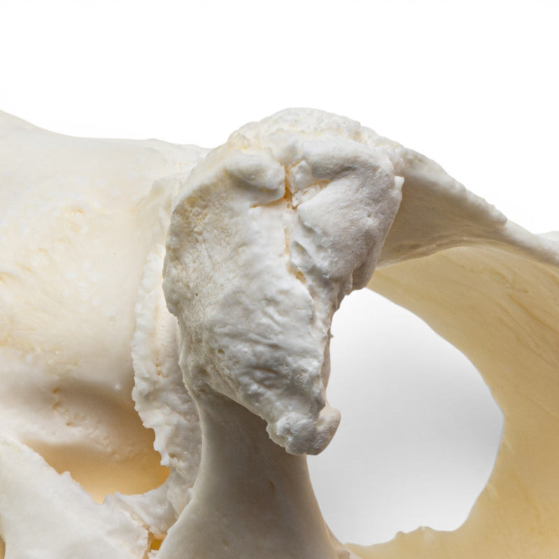 Real Snapping Turtle Skull - Pathology