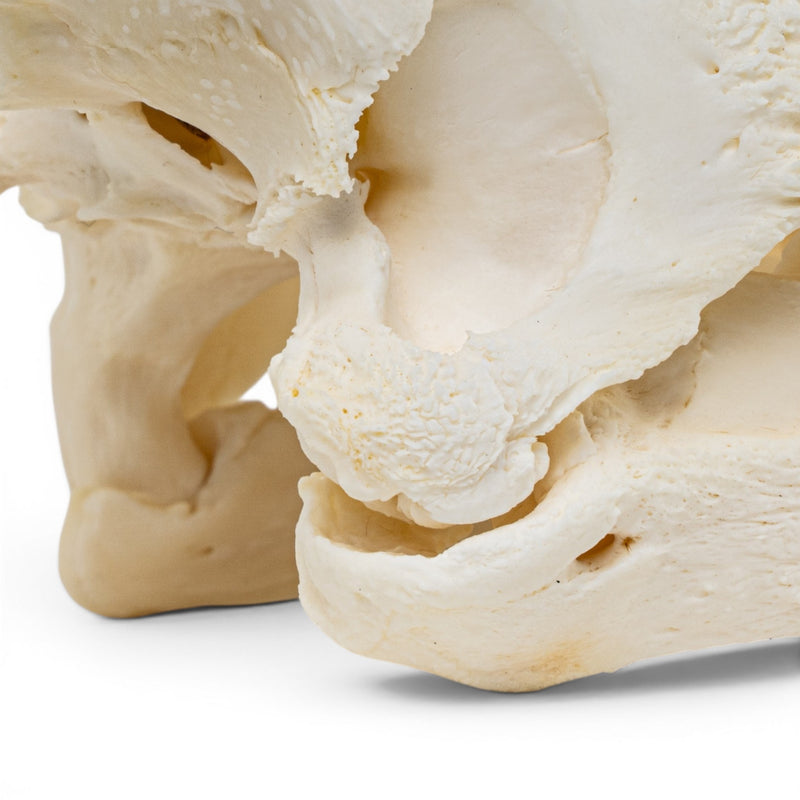 Real Snapping Turtle Skull - Pathology