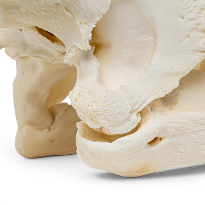 Real Snapping Turtle Skull - Pathology