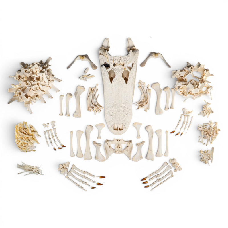 Real American Alligator Skeleton - Disarticulated - Impaired