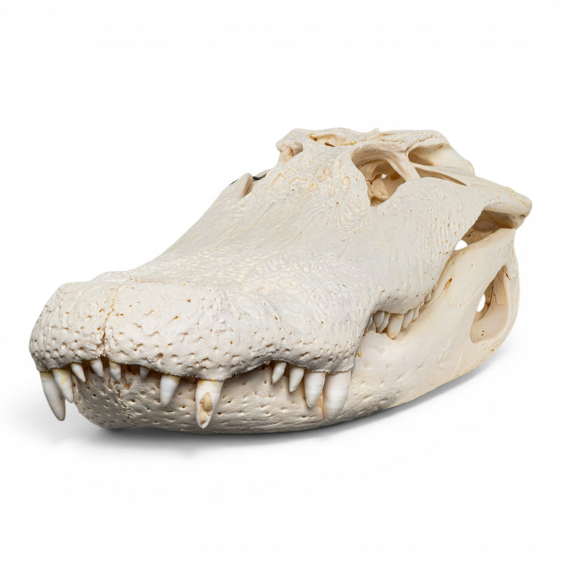 Real American Alligator Skeleton - Disarticulated - Impaired