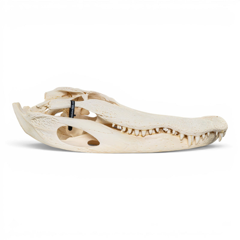 Real American Alligator Skeleton - Disarticulated - Impaired