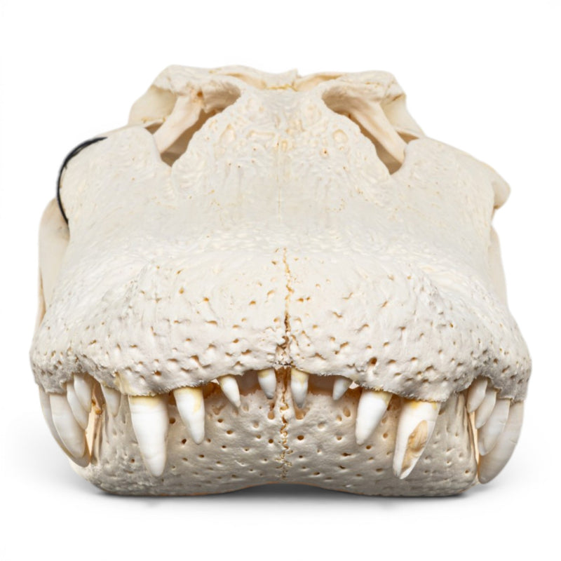 Real American Alligator Skeleton - Disarticulated - Impaired