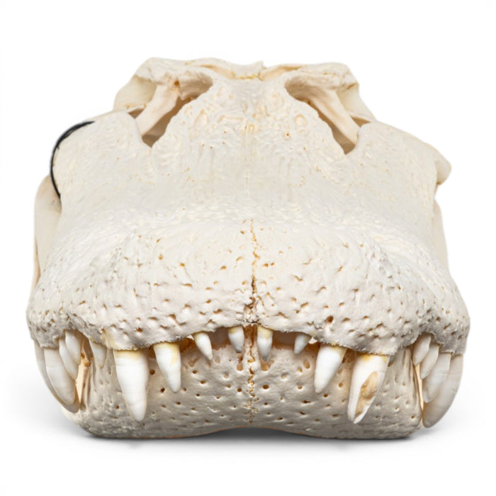 Real American Alligator Skeleton - Disarticulated - Impaired