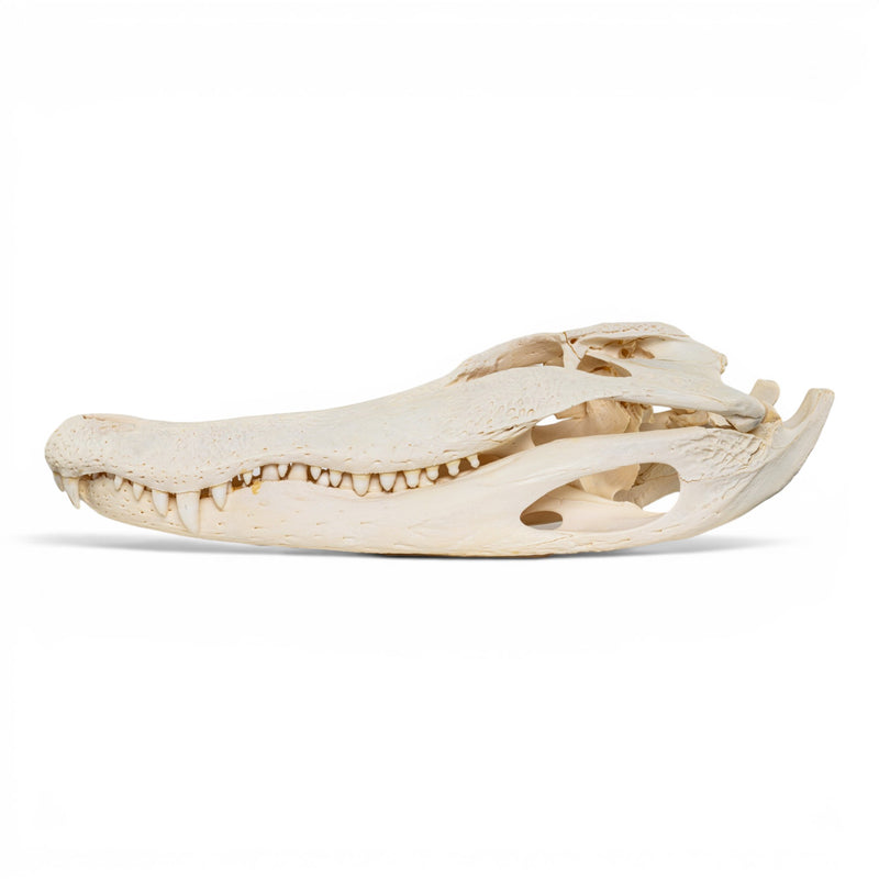 Real American Alligator Skeleton - Disarticulated - Impaired