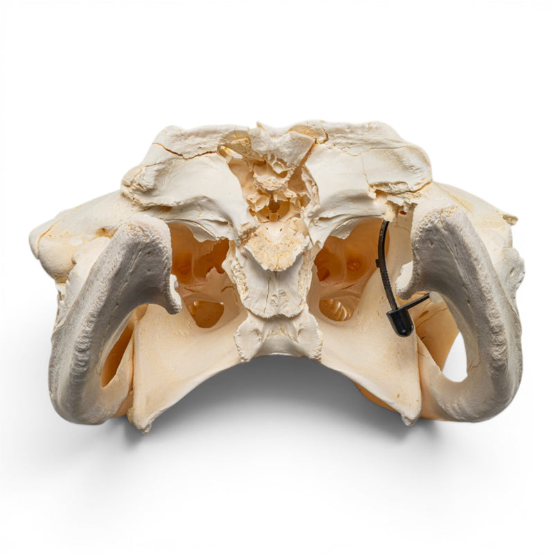 Real American Alligator Skeleton - Disarticulated - Impaired