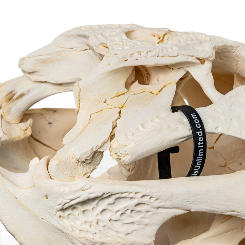 Real American Alligator Skeleton - Disarticulated - Impaired