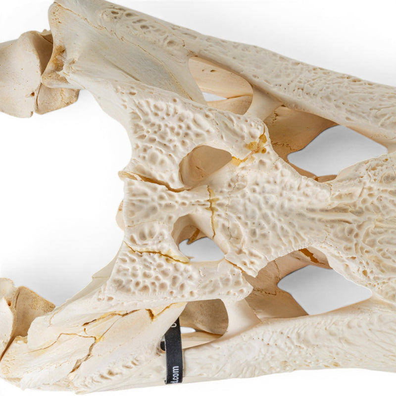 Real American Alligator Skeleton - Disarticulated - Impaired