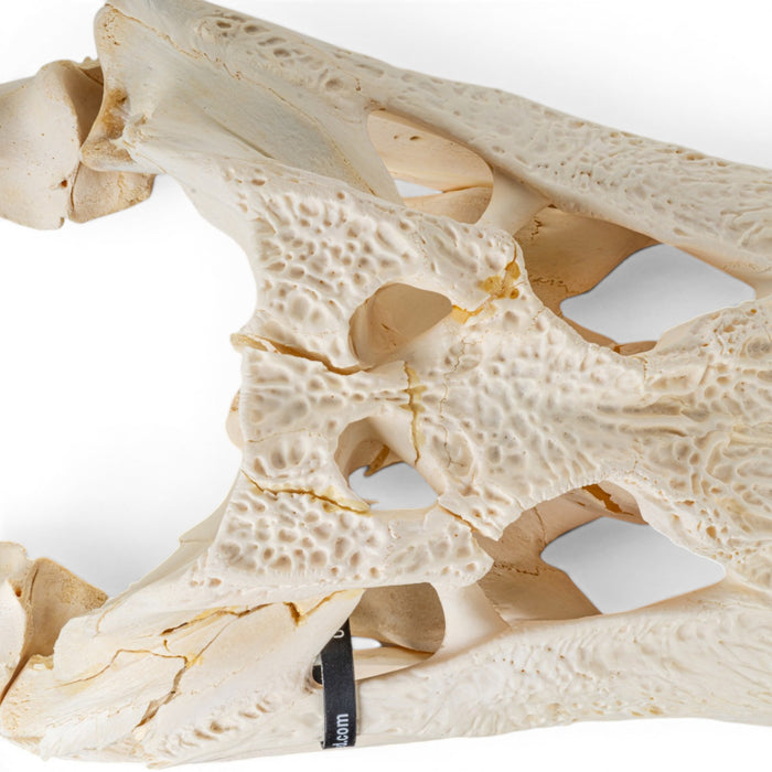 Real American Alligator Skeleton - Disarticulated - Impaired