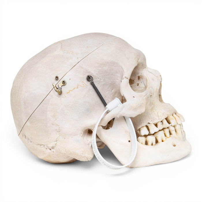 Real Human Skull