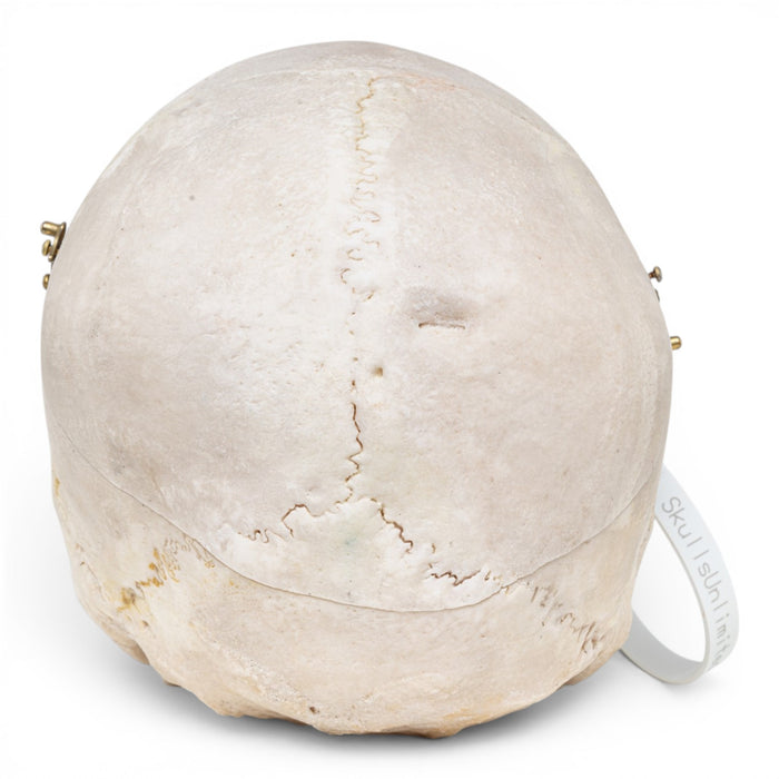 Real Human Skull
