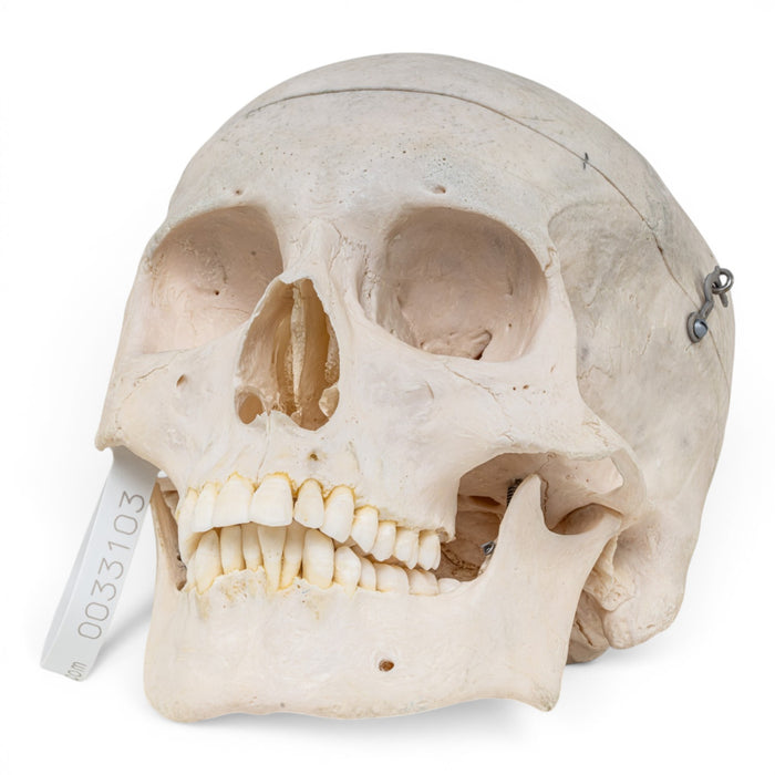 Real Human Skull