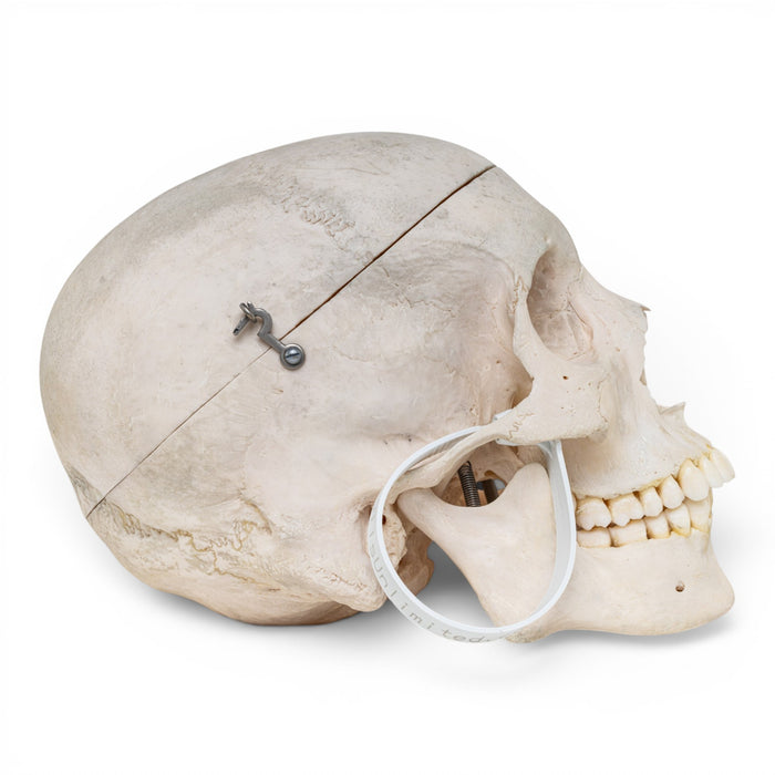 Real Human Skull