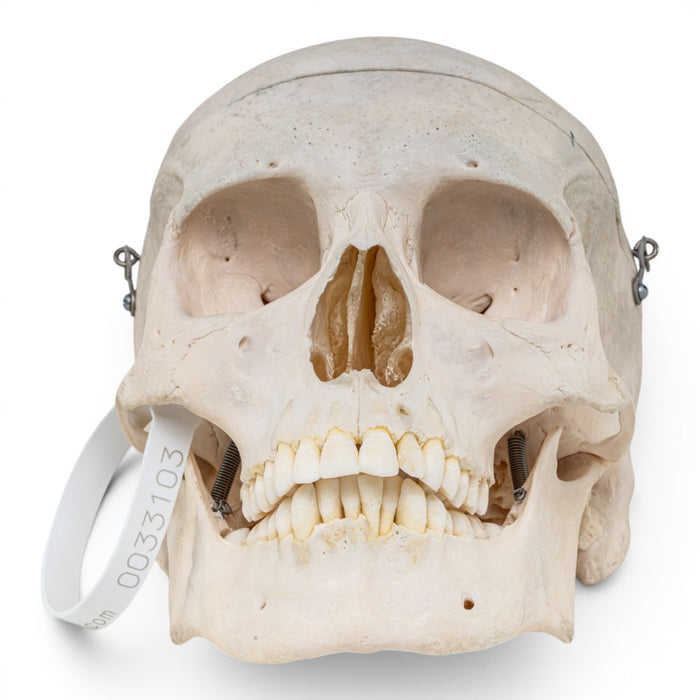 Real Human Skull