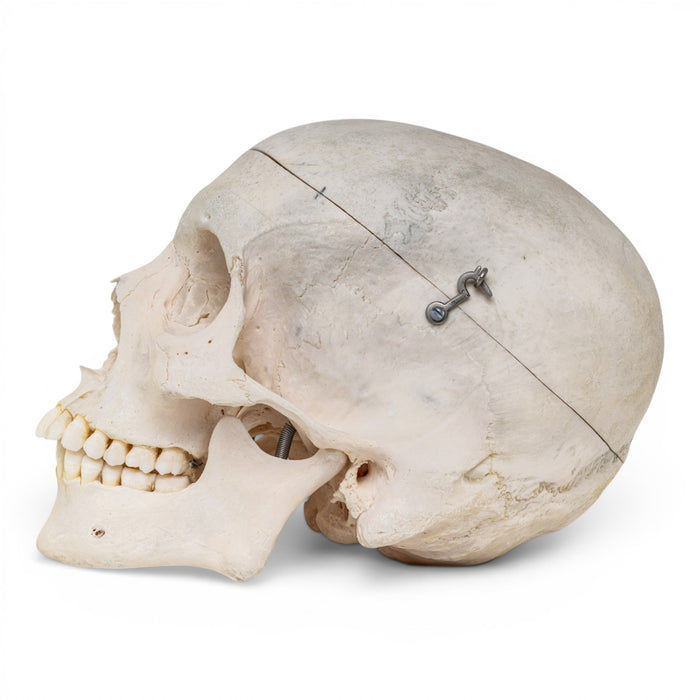 Real Human Skull