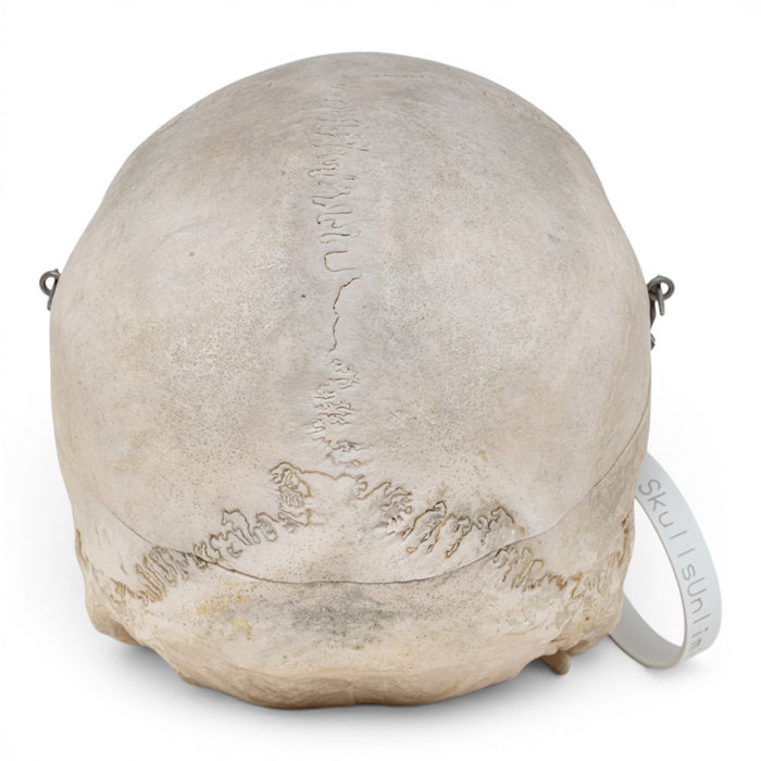 Real Human Skull