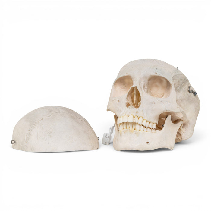 Real Human Skull