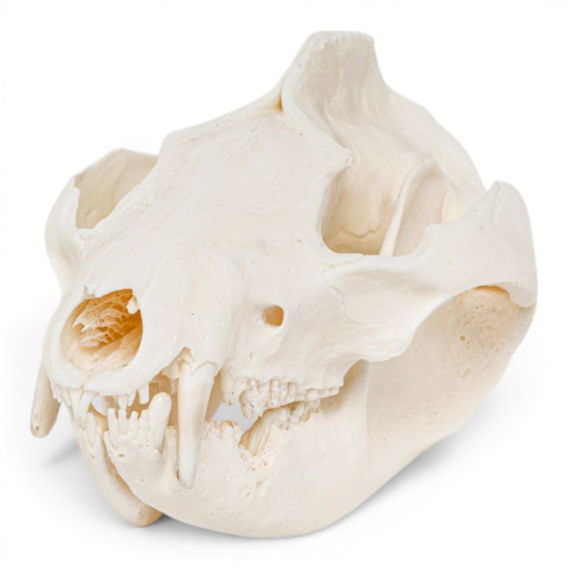 Real American Opossum Skull - Pathology