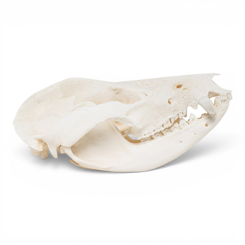 Real American Opossum Skull - Pathology