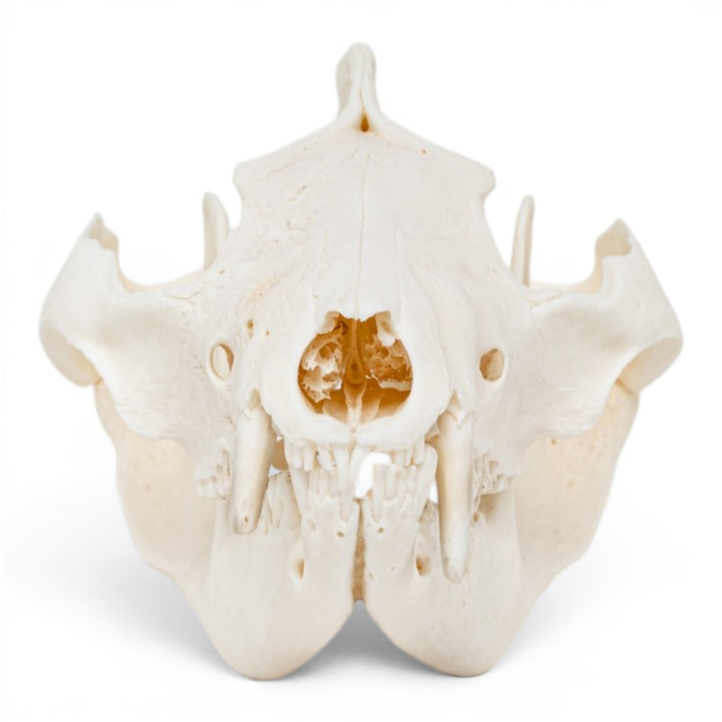 Real American Opossum Skull - Pathology