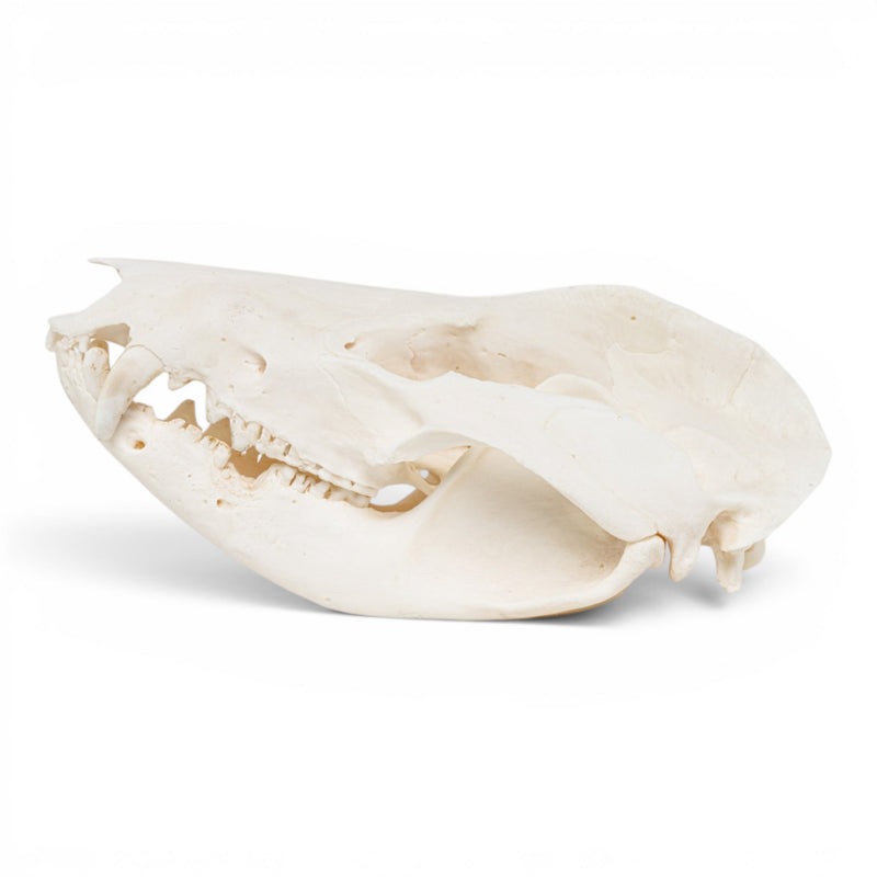 Real American Opossum Skull - Pathology