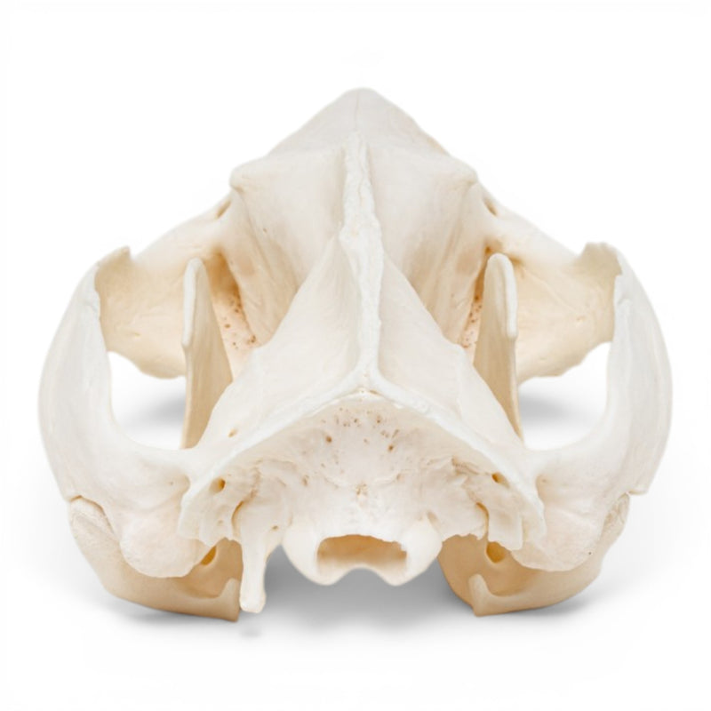 Real American Opossum Skull - Pathology