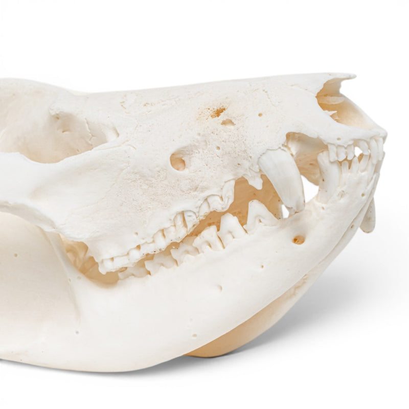Real American Opossum Skull - Pathology