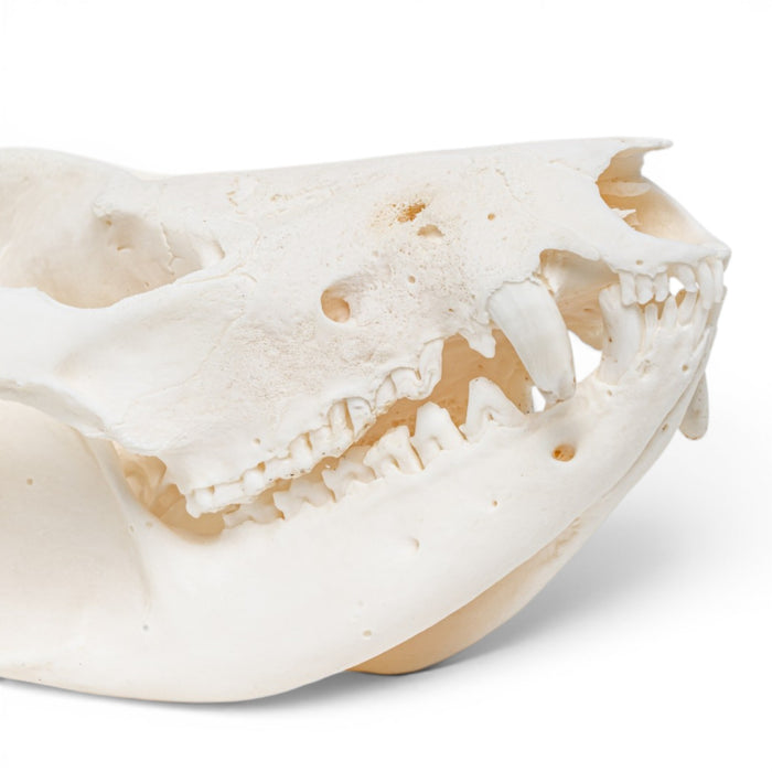 Real American Opossum Skull - Pathology