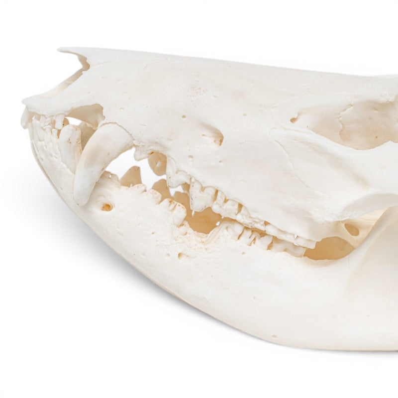 Real American Opossum Skull - Pathology