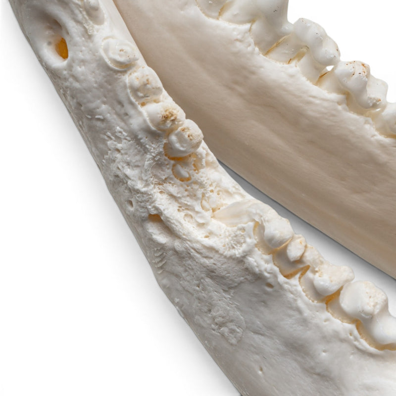 Real American Opossum Skull - Pathology