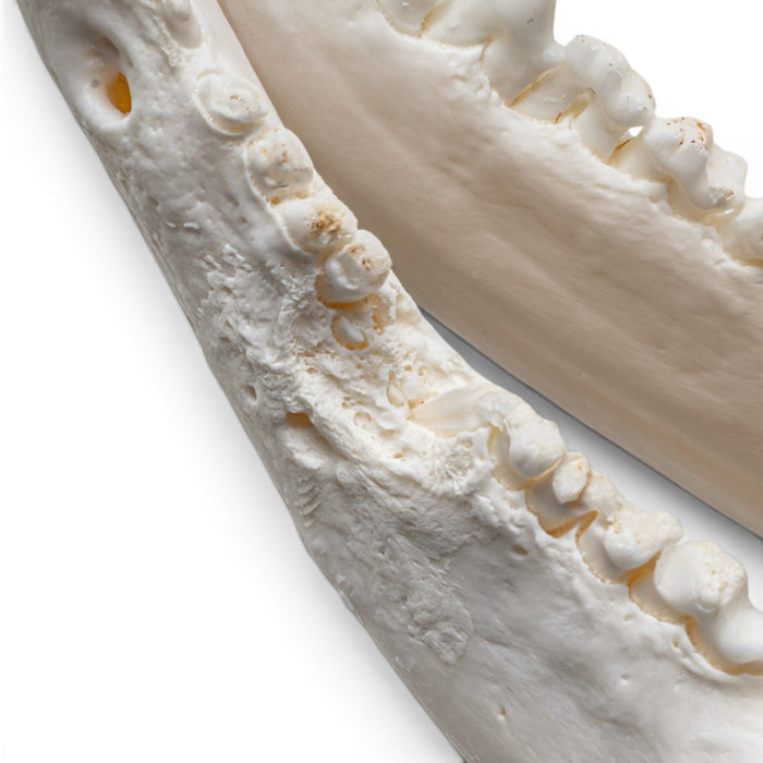 Real American Opossum Skull - Pathology
