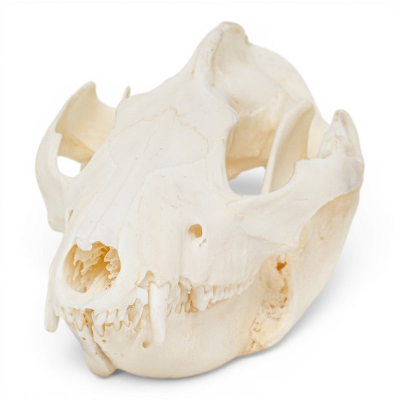 Real American Opossum Skull - Pathology