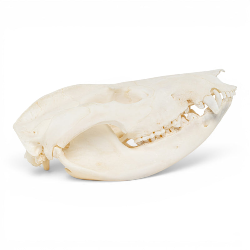 Real American Opossum Skull - Pathology