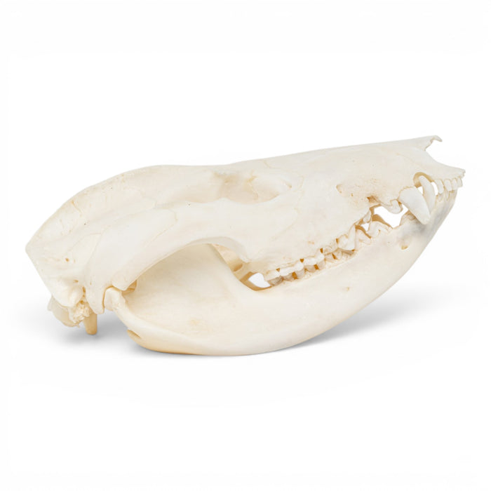 Real American Opossum Skull - Pathology
