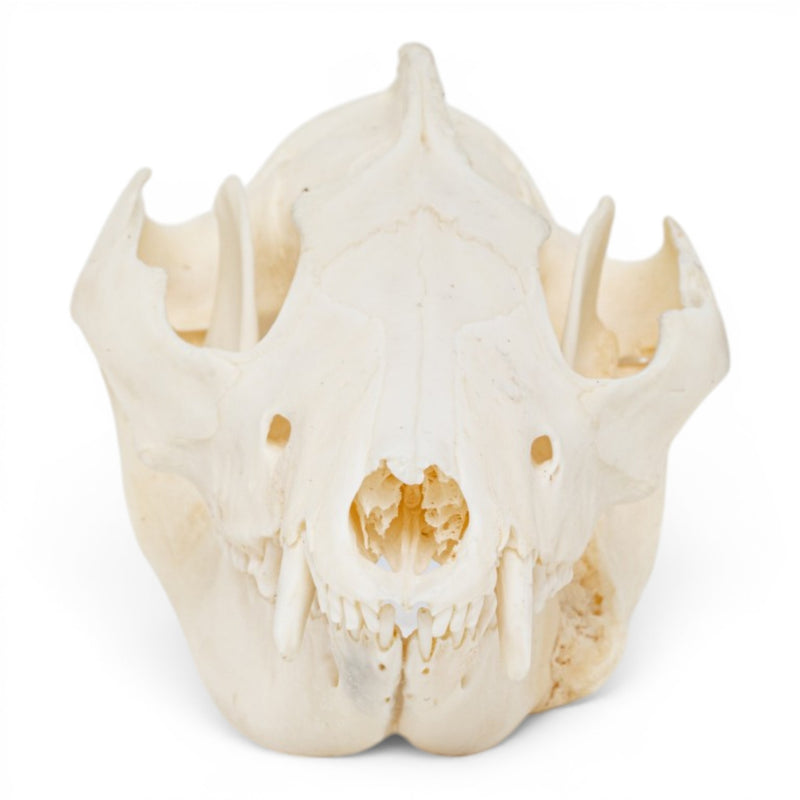 Real American Opossum Skull - Pathology