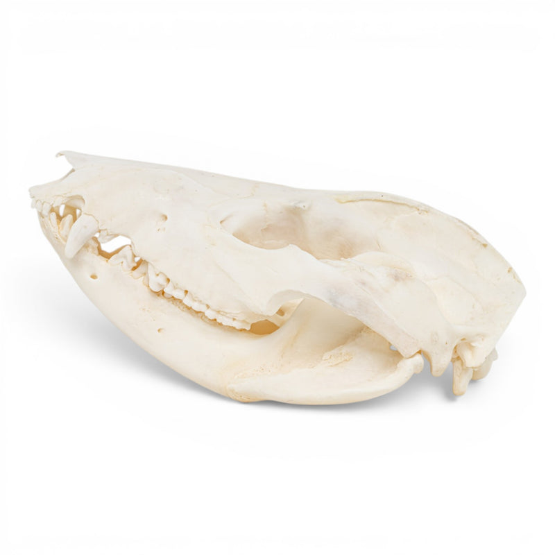 Real American Opossum Skull - Pathology