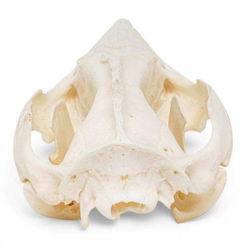 Real American Opossum Skull - Pathology