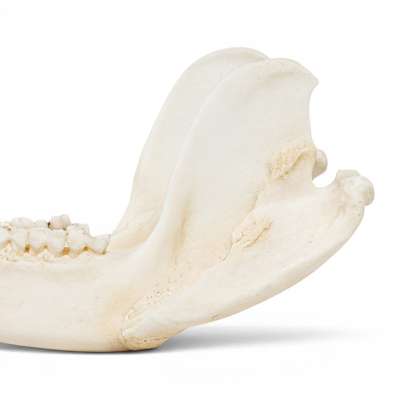 Real American Opossum Skull - Pathology