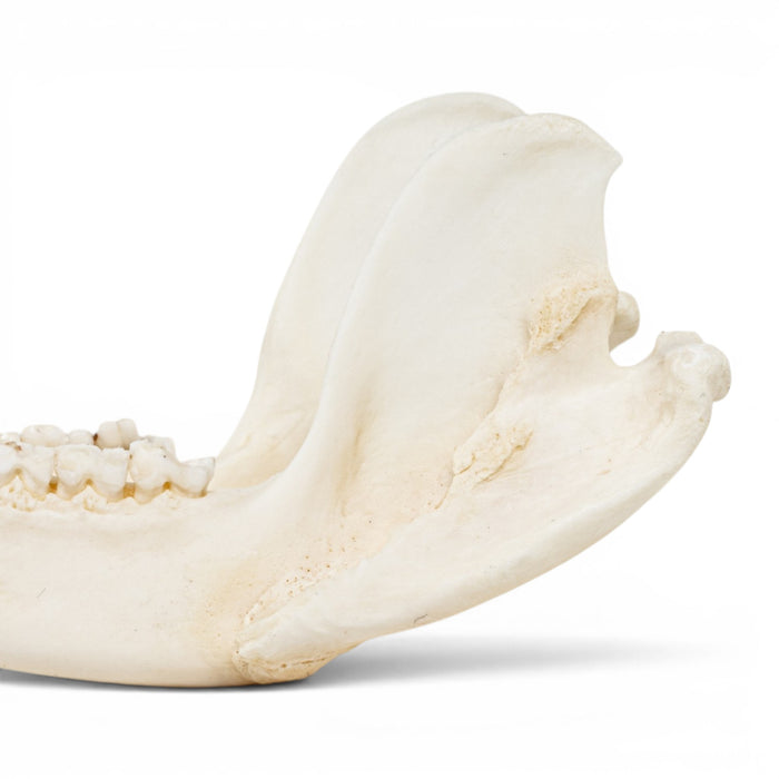 Real American Opossum Skull - Pathology